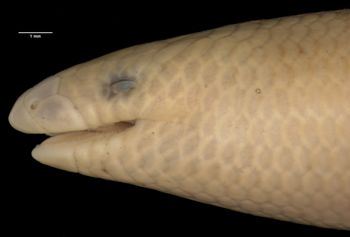 Media type: image;   Herpetology R-126805 Aspect: head lateral